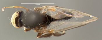 Media type: image;   Entomology 13092 Aspect: habitus dorsal view
